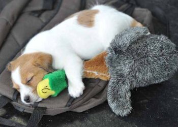 Why some dog owners share music with their 4-legged friends