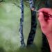 Peaceful Birch in Sunlight | Acrylic Landscape Art | Simple Techniques for Beginners