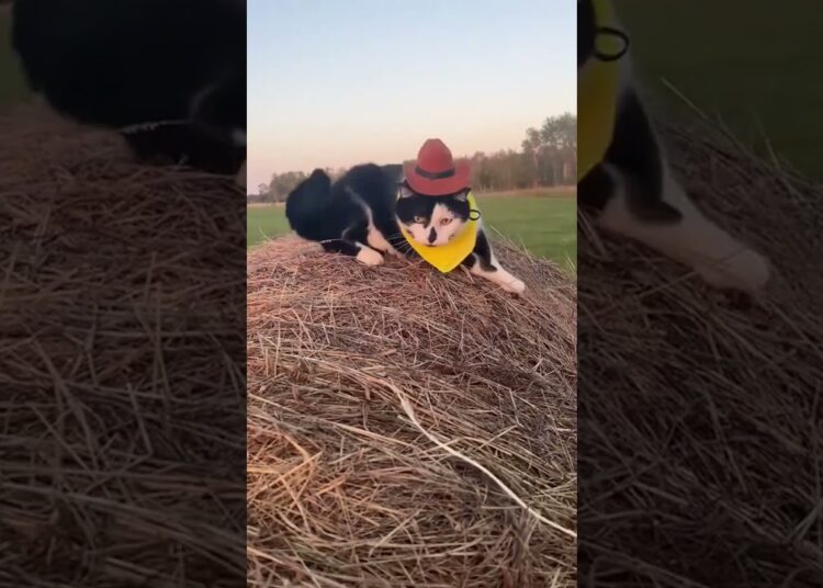 Cats and dogs are drama royalty nonstop 😜 #cat #dog #fyp #funnyvideos #viral