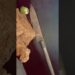 Making Spear Knife #survival  #creative #art #diy #artist #artist #shortvideo #viralvideo
