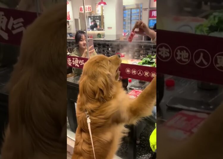 Felines and puppers are drama royalty always 😜 #cat #dog #fyp #funnyvideos #viral