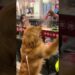 Felines and puppers are drama royalty always 😜 #cat #dog #fyp #funnyvideos #viral
