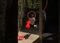 Majo Aguilar aplica técnica de su prima y así consigue novio #noticias #chisme