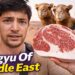 I Ate Qatar’s “Wagyu” Camel Bred for Royalty!!