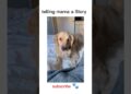 Gossips with mama #dog #Doglove #lebradorlovers #shorts #viral #youtubealgorithm