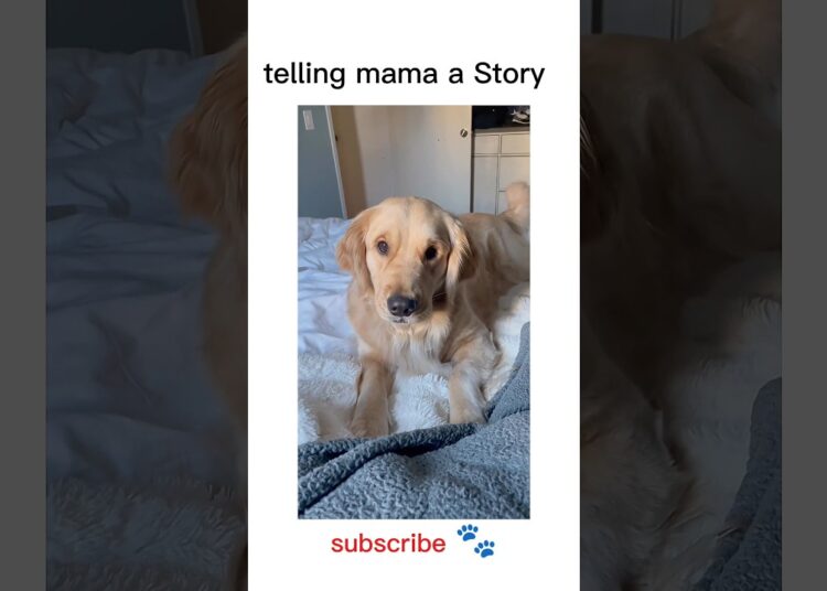 Gossips with mama #dog #Doglove #lebradorlovers #shorts #viral #youtubealgorithm