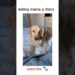 Gossips with mama #dog #Doglove #lebradorlovers #shorts #viral #youtubealgorithm