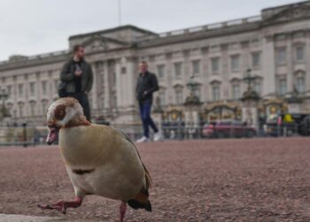 From abdication to Diana, Harry and ex-Prince Andrew. A look at major British royal scandals |