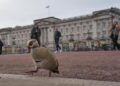 From abdication to Diana, Harry and ex-Prince Andrew. A look at major British royal scandals – The Mercury News