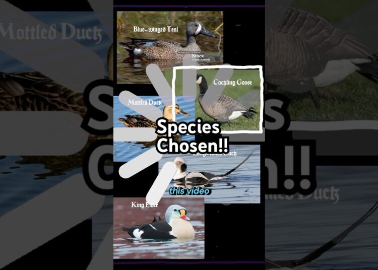 Who am I gonna paint!? … #duckstamp #artist #minnesota