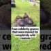 Four celebrity graves that were moved for completely wild reasons #fyp #famous #celebrity