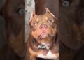 Just look into its eyes… you will see both fear and royalty! 😱~#shorts