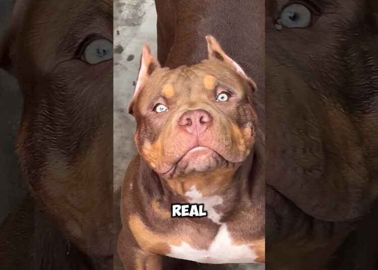 Just look into its eyes… you will see both fear and royalty! 😱~#shorts