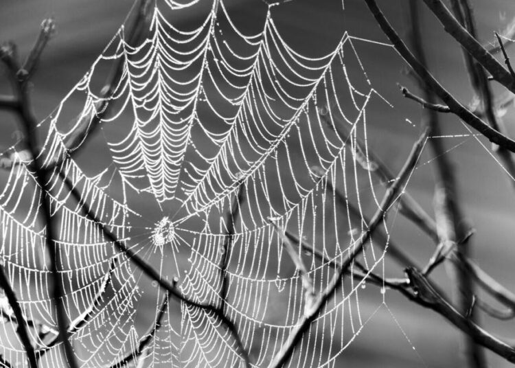 A spider's web reminds me that wonder endures | Entertainment/Life