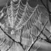 A spider's web reminds me that wonder endures | Entertainment/Life