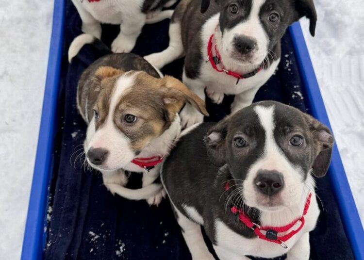 Boston animal rescue loses Super Bowl bet, names puppies after Seahawks | Entertainment