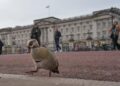British Royal Family Faces Crisis as Former Prince Andrew Arrested