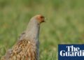 Country diary 1951: Courting partridges top the entertainment bill | Birds
