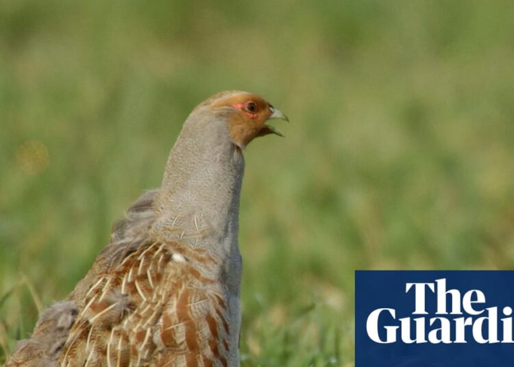 Country diary 1951: Courting partridges top the entertainment bill | Birds