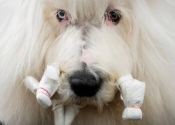 Couples at the Westminster show bond over dogs, and each other | Entertainment