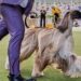 Dog Show 101: What to know about the 150th Westminster show | Entertainment