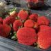 Florida Strawberry Festival 2026: Dates, entertainment, food