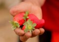 Florida Strawberry Festival open in Plant City. Cost, parking