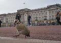 From abdication to Diana, Harry and ex-Prince Andrew. A look at major British royal scandals