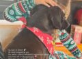 Gigi Hadid Pays Tribute to Brothers Dog With Sweet Photo of Daughter Khai