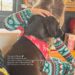Gigi Hadid Pays Tribute to Brothers Dog With Sweet Photo of Daughter Khai