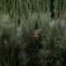 Dancers' faces are seen through foliage as part of Bad Bunny’s Super Bowl halftime show.