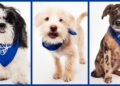 Puppies, from left,  Paris, Cheesecake and Boba starred in Sunday's Puppy Bowl XXII. (Photo courtesy of the Humane Society of Missouri)