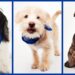 Puppies, from left,  Paris, Cheesecake and Boba starred in Sunday's Puppy Bowl XXII. (Photo courtesy of the Humane Society of Missouri)
