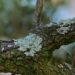It's OK to like lichens. They don't harm the trees. | Entertainment/Life