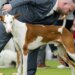 Penny the Doberman pinscher wins the 150th Westminster dog show | Entertainment