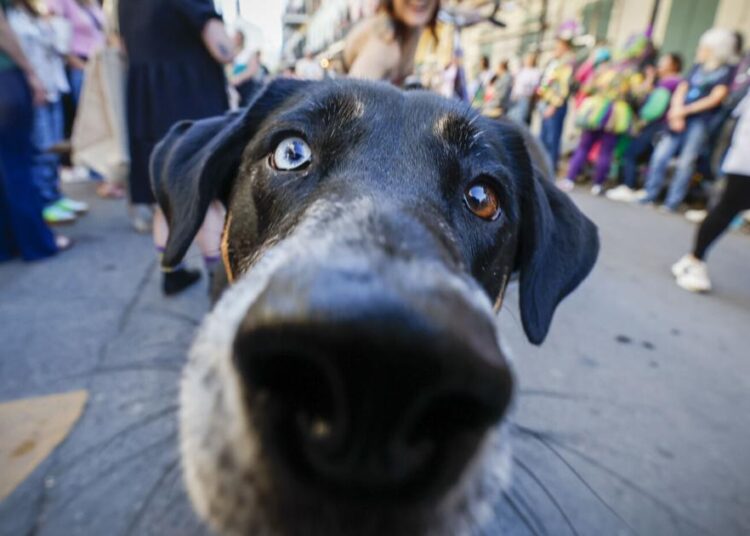 Photos: Mystic Krewe of Barkus parades in the French Quarter | Entertainment/Life