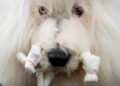 Photos of the Westminster dog show | Celebrity News