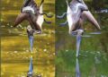 Poetry Collection "Diving Into Nature" Review | Entertainment/Life