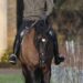 Prince Andrew in Exile at Sandringham's Wood Farm