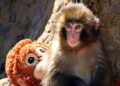 Punch: Baby monkey makes us laugh, cry, see ourselves in his struggle