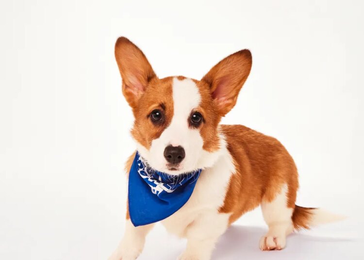'Puppy Bowl' is today! See when and where to watch, plus 10 FL dogs