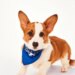 'Puppy Bowl' is today! See when and where to watch, plus 10 FL dogs