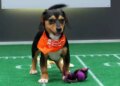 What time is Puppy Bowl XXII? How to watch, stream cute puppies