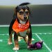 What time is Puppy Bowl XXII? How to watch, stream cute puppies