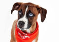 Baxter is just one of many rescue pups competing in the 2026 Puppy Bowl.