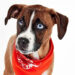 Baxter is just one of many rescue pups competing in the 2026 Puppy Bowl.
