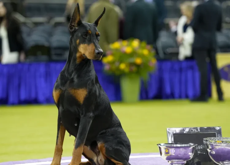 Winners, results for Best in Show