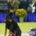 Winners, results for Best in Show