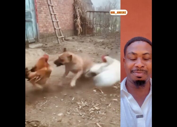 Royal rumble between this dog and 3 chickens 😂
