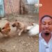 Royal rumble between this dog and 3 chickens 😂